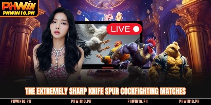 The extremely sharp knife spur cockfighting matches